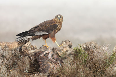 Bird perching on a tree