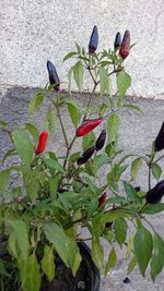 Close-up of plants