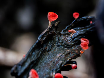 Close-up of red rose on tree