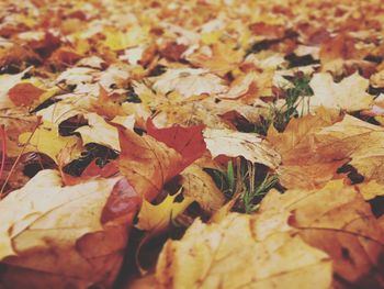 Full frame shot of leaves