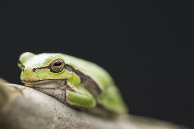 Tropical green tree frog on a branch in front of dark background.