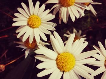 Close-up of white daisy flowers