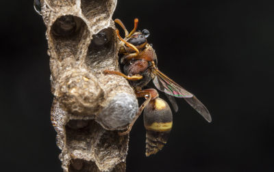 Ropalidia fasciata- paper wasp	