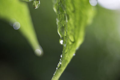 Close-up of water drops on leaf