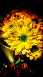 Close-up of yellow flower