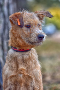Close-up of a dog looking away
