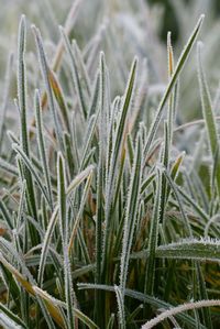 Close-up of plant growing on field