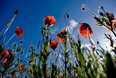 Low angle view of flowering plants on field against sky