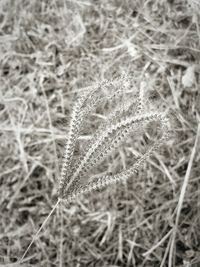 Close-up of snow