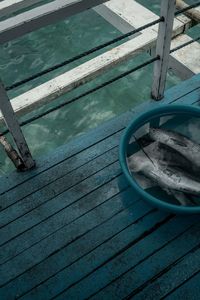 High angle view of fish in water