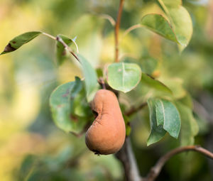 Close-up of fruit growing on tree