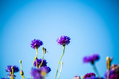Close-up of purple flowering plants against blue sky