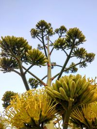 Low angle view of yellow flowers blooming against sky