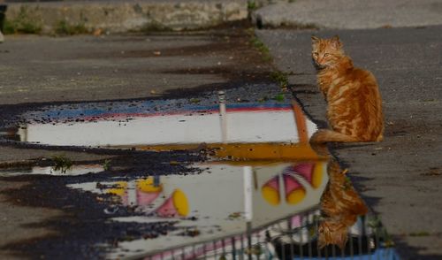 View of a cat on the road