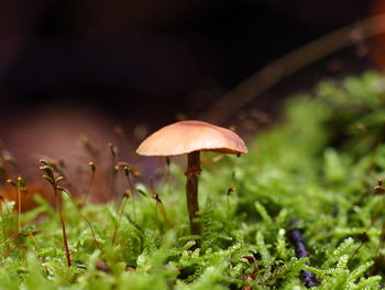 Close-up of mushroom growing on field