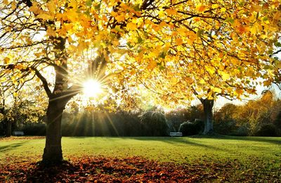 Sun shining through trees in park