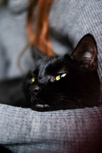 Close-up of cat resting