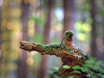 Close-up of lizard on tree trunk