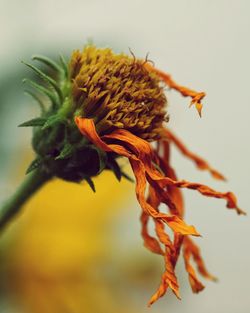 Close-up of flower against blurred background