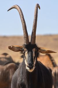 Closeup headshot of sable antelope, wild animal, herbivore, horns, animal in the wild