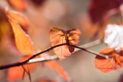 Close-up of orange maple leaves