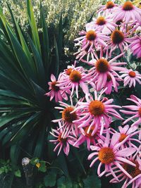 Close-up of coneflowers blooming outdoors
