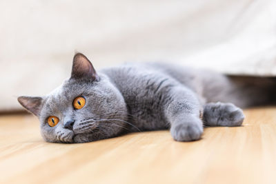 Portrait of cat resting on floor