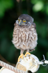 Close-up of owl perching outdoors