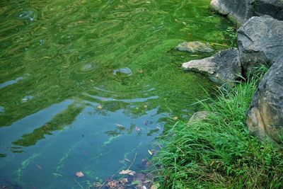 High angle view of a lake