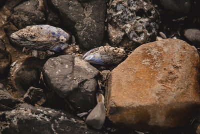 Close-up of crab on rock