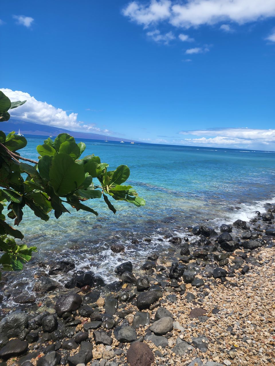 nature, water, sunlight, sea, beauty in nature, sky, cloud, blue, plant, leaf, land, plant part, scenics - nature, day, no people, environment, beach, outdoors, reflection, flower, motion, panoramic, coast, sports, ocean, rock, growth, tree, landscape, green, terrain