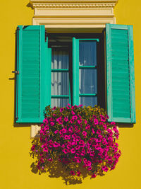 Pink flowers on window of building