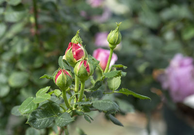 Close-up of pink flowering plant