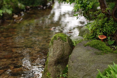 Close-up of stream flowing in forest