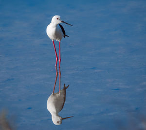 Reflection of black winged stilt on the water