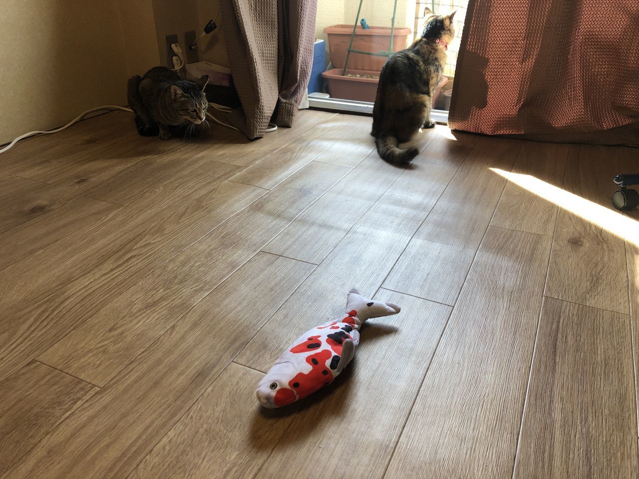 CAT LYING DOWN ON FLOOR