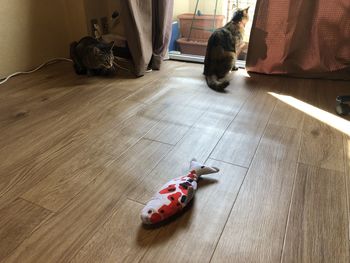 Cat lying on floor at home