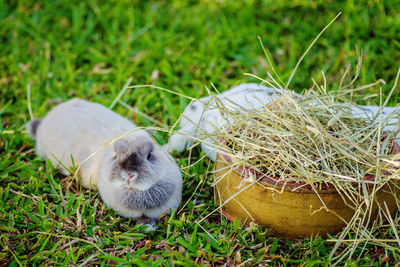 Close-up of rabbit by straw on field