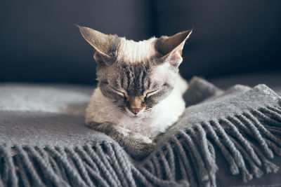 Close-up of cat resting on bed