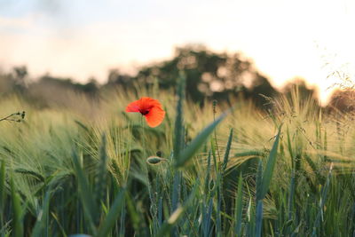 Close-up of poppy on field against sky