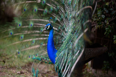 Close-up of a peacock