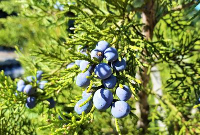 Close-up of berries growing on tree