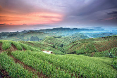 Scenic view of agricultural field against sky