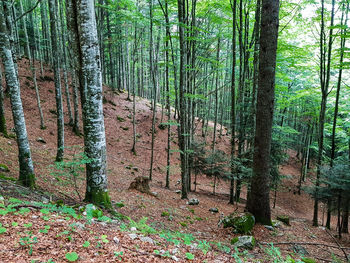 View of trees in forest