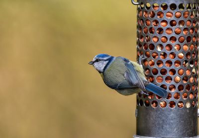 Close-up of bird perching on feeder