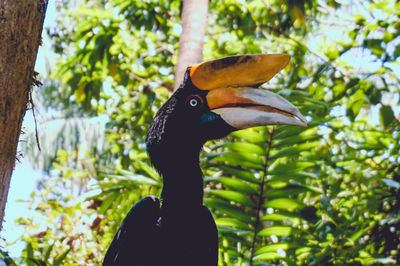 Low angle view of a hornbill