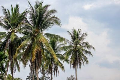 Low angle view of palm trees against sky