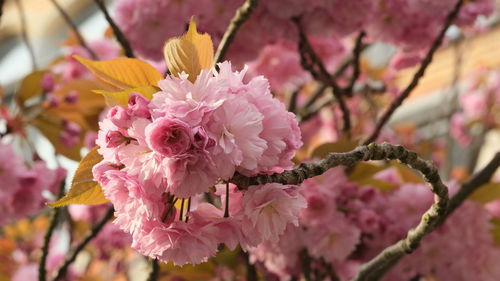 Close-up of pink flowering plant