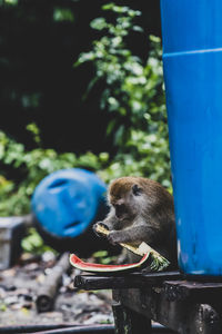 Close-up of monkey