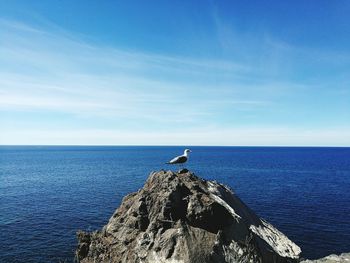 Bird perching on rock by sea against sky